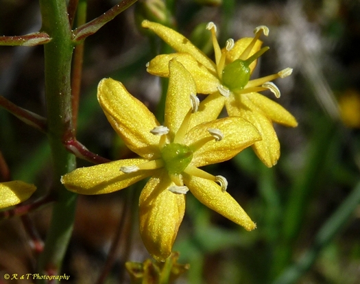 {Schoenolirion croceum}